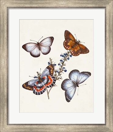 Framed Butterflies &amp; Moths III Print