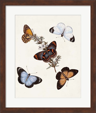 Framed Butterflies &amp; Moths IV Print