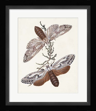 Framed Butterflies &amp; Moths V Print