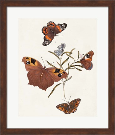 Framed Butterflies &amp; Moths VI Print
