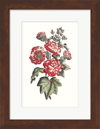 Framed Flowering Hibiscus IV Print