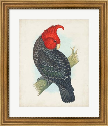Framed Antique Cockatoo I Print