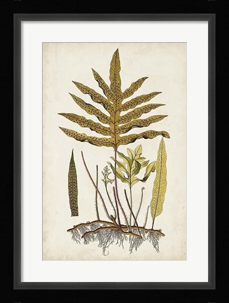 Framed Fern Botanical I Print