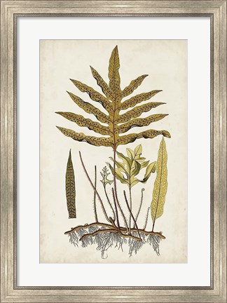 Framed Fern Botanical I Print