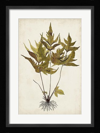Framed Fern Botanical II Print