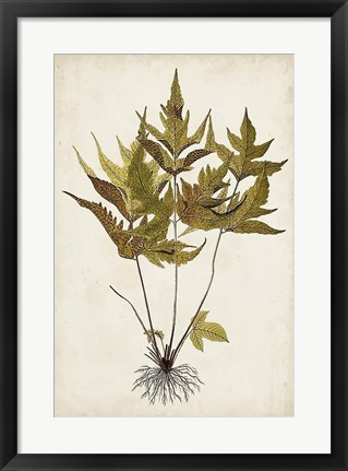 Framed Fern Botanical II Print