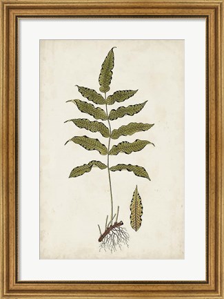 Framed Fern Botanical III Print