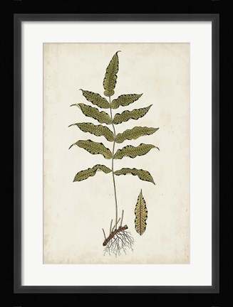 Framed Fern Botanical III Print