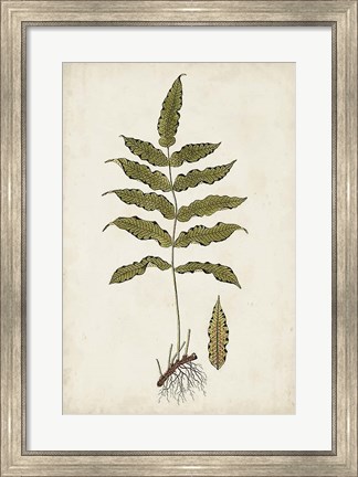 Framed Fern Botanical III Print