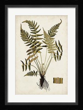 Framed Fern Botanical IV Print