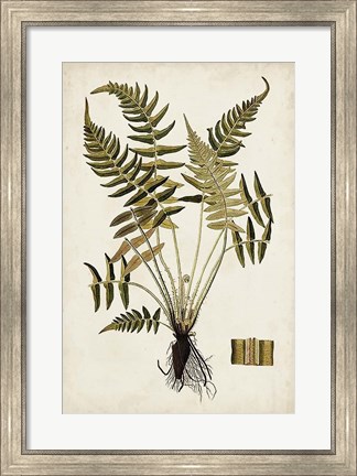 Framed Fern Botanical IV Print