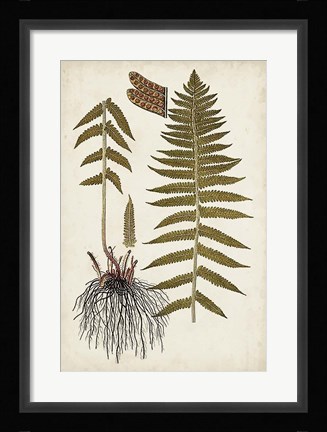 Framed Fern Botanical V Print