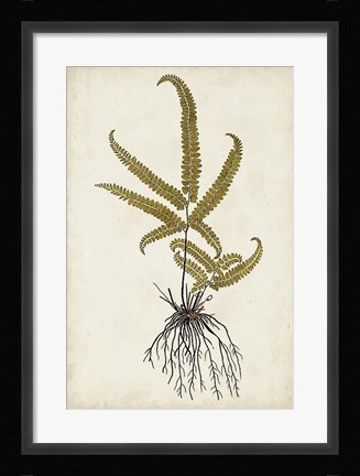 Framed Fern Botanical VI Print