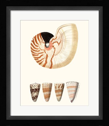 Framed Shell Collection I Print