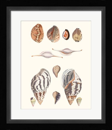 Framed Shell Collection II Print