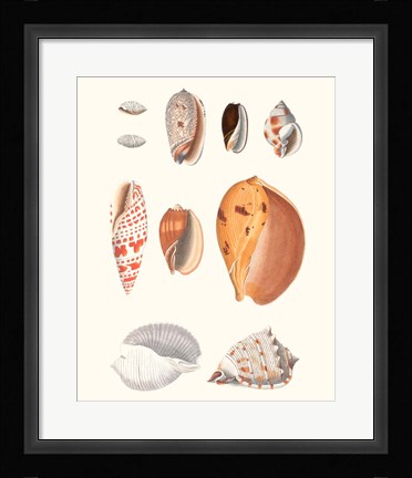 Framed Shell Collection III Print