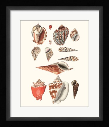 Framed Shell Collection IV Print