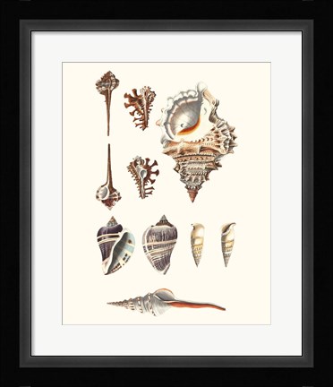 Framed Shell Collection V Print