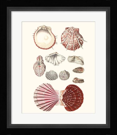 Framed Shell Collection VI Print