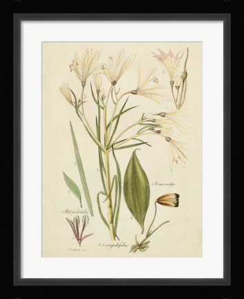 Framed Antique Botanical Sketch I Print