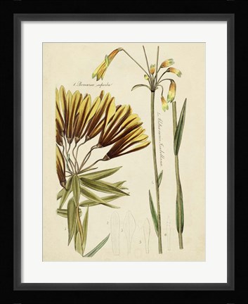 Framed Antique Botanical Sketch II Print