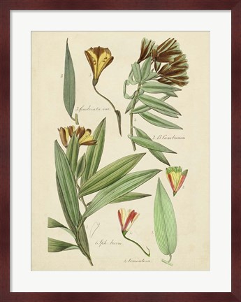 Framed Antique Botanical Sketch III Print