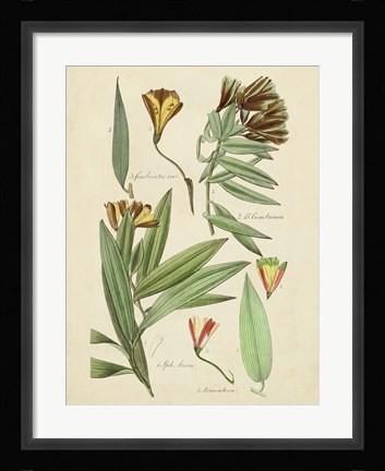 Framed Antique Botanical Sketch III Print