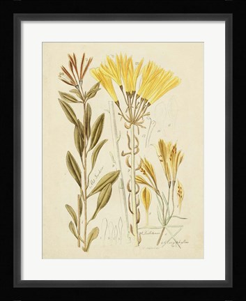 Framed Antique Botanical Sketch IV Print
