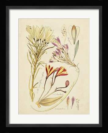 Framed Antique Botanical Sketch V Print