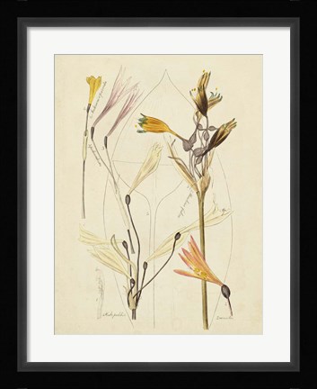 Framed Antique Botanical Sketch VI Print