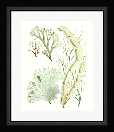 Framed Antique Seaweed Composition I Print