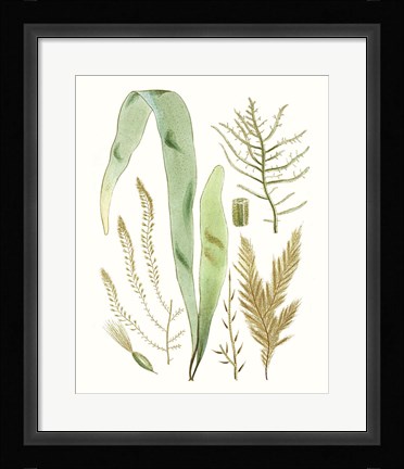 Framed Antique Seaweed Composition II Print