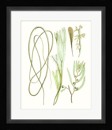 Framed Antique Seaweed Composition III Print