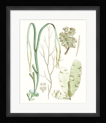 Framed Antique Seaweed Composition IV Print