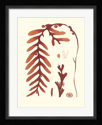 Framed Coral Seaweed II Print
