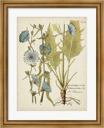 Framed Eloquent Botanical I Print