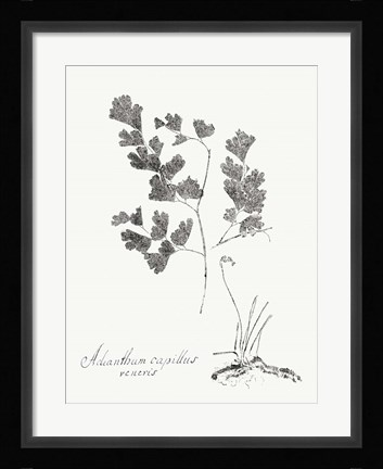 Framed Botanical Imprint I Print