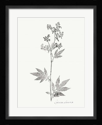 Framed Botanical Imprint II Print