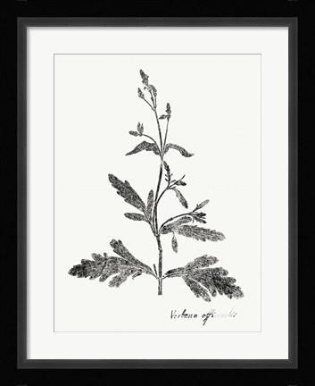 Framed Botanical Imprint III Print