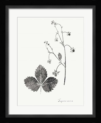 Framed Botanical Imprint IV Print