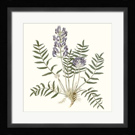 Framed Graceful Botanical I Print