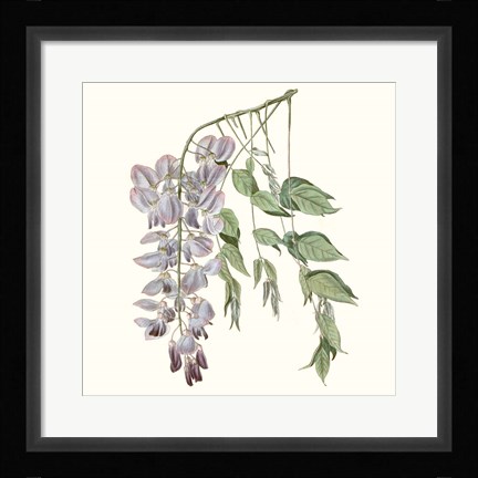 Framed Graceful Botanical II Print