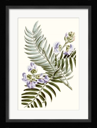 Framed Graceful Botanical IV Print