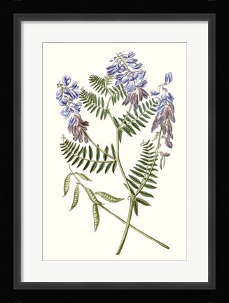 Framed Graceful Botanical V Print