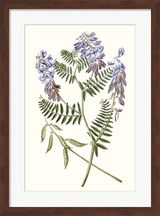 Framed Graceful Botanical V Print