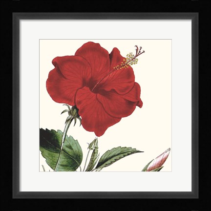 Framed Cropped Antique Botanical I Print