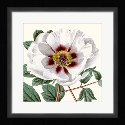 Framed Cropped Antique Botanical II Print