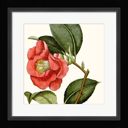 Framed Cropped Antique Botanical III Print