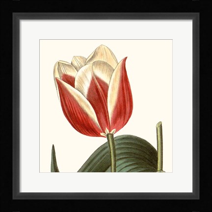 Framed Cropped Antique Botanical IV Print