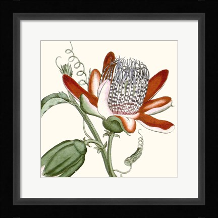 Framed Cropped Antique Botanical VI Print